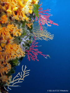 Colourful wall. Calanques de Cassis. Canon G10 & Inon D2000. by Bea & Stef Primatesta 